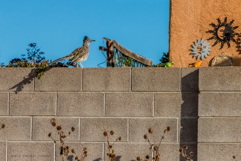 newmexicotrue-roadrunner-7463-sig-web