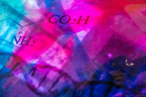 Closeup-0977-snapmammasSIG