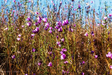 AlongStateRd245-1651-sigweb