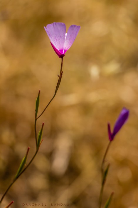 SpecledFairyFan--Clarkia-cylindrica-1647sigweb