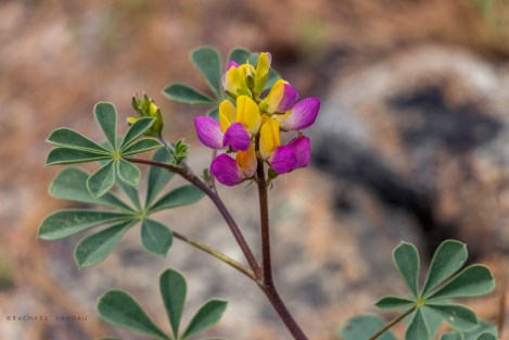 HarlequinLupine-1950-sigweb