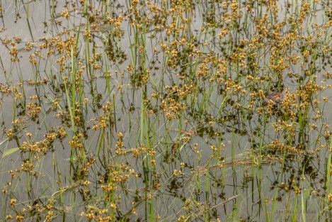 Yosemite-FloodedMeadowABSTRACT-2001-sigweb