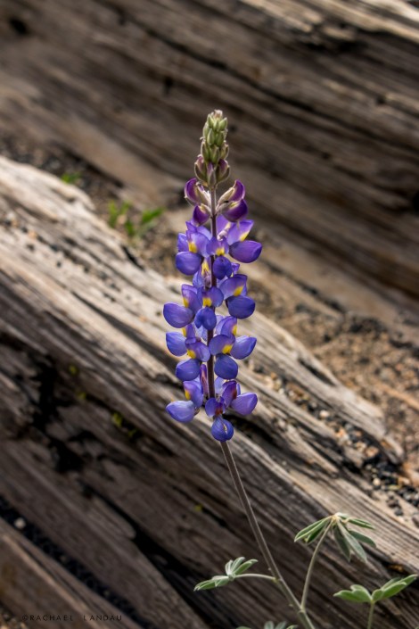 Yosemite-Lupine-1961--SigWeb