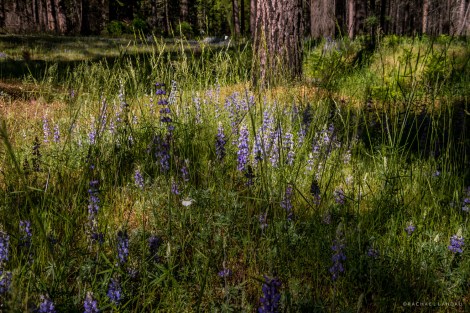 Yosemite-Lupine-6370-sigweb